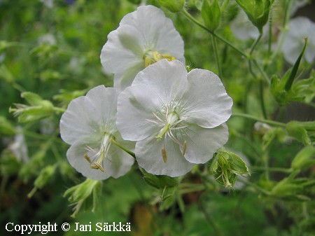 Tummakurjenpolvi, Geranium phaeum 'Album'